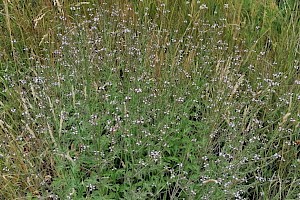 Verbenaceae