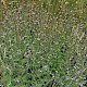 Verbena officinalis