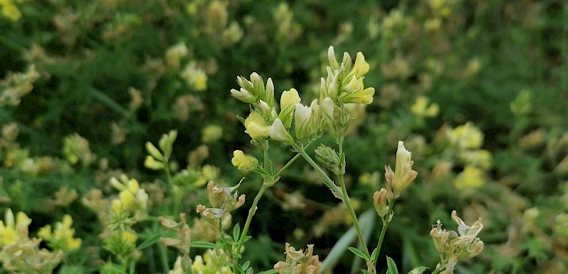 Medicago sativa subsp. falcata - © Barry Stewart