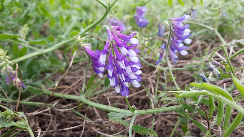 Vicia villosa - © Barry Stewart