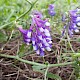 Vicia villosa