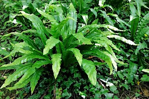 Asplenium scolopendrium Hart's-tongue