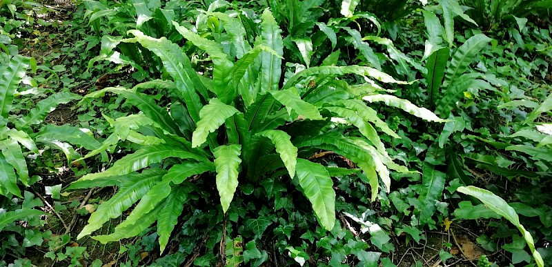 Asplenium scolopendrium - © Barry Stewart