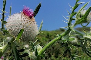 Cirsium eriophorum Woolly Thistle