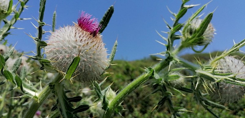 Cirsium eriophorum - © Barry Stewart