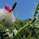 Cirsium eriophorum