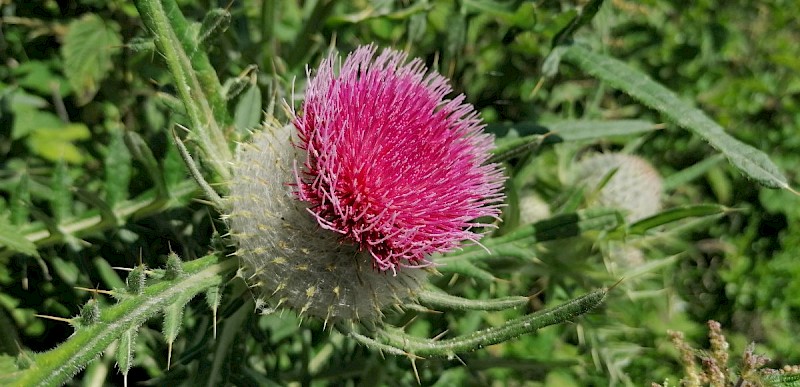 Cirsium eriophorum - © Barry Stewart