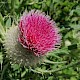 Cirsium eriophorum