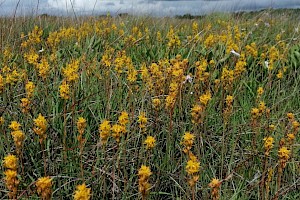 Nartheciaceae (Liliaceae)