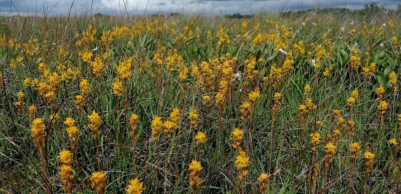 Narthecium ossifragum - © Barry Stewart