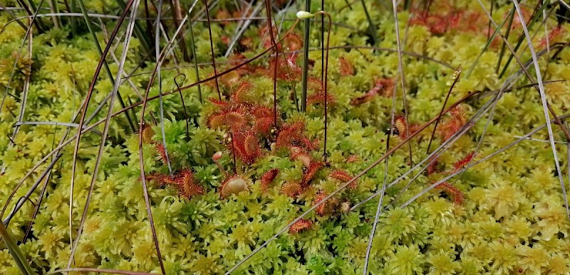 Drosera rotundifolia - © Barry Stewart