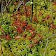 Drosera rotundifolia