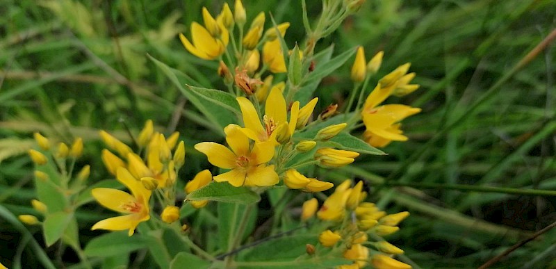 Lysimachia vulgaris - © Barry Stewart