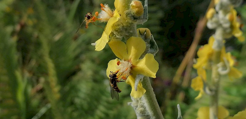 Verbascum pulverulentum - © Barry Stewart