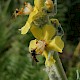 Verbascum pulverulentum