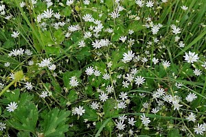 Stellaria graminea Lesser Stitchwort