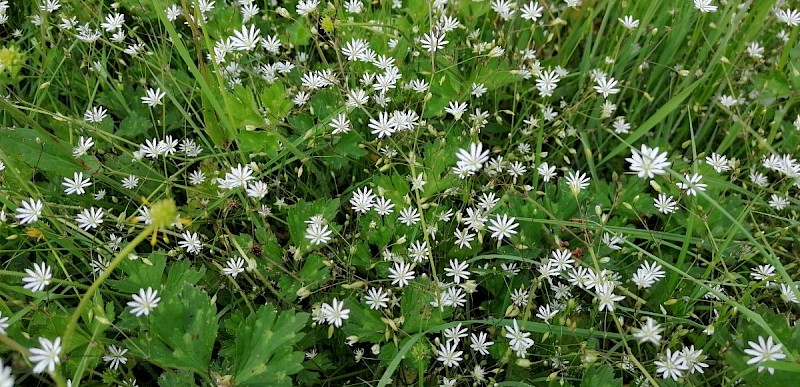 Stellaria graminea - © Barry Stewart