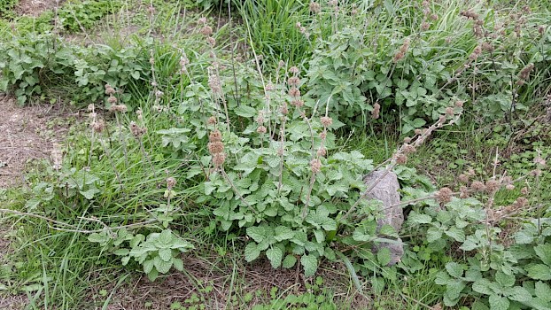 White Horehound Marrubium vulgare