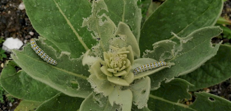 Verbascum thapsus - © Barry Stewart