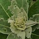 Verbascum thapsus