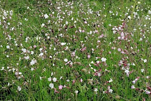 Silene x hampeana Pink Campion (S. dioica x latifolia)