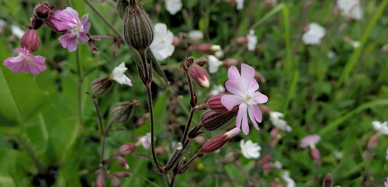 Silene x hampeana - © Barry Stewart