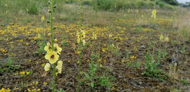 Verbascum virgatum - © Barry Stewart