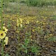 Verbascum virgatum