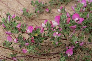 Ononis repens Common Restharrow