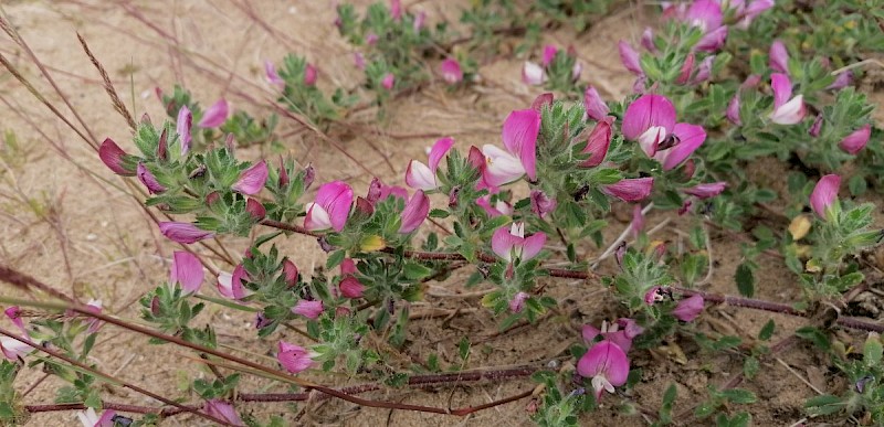 Ononis repens - © Barry Stewart