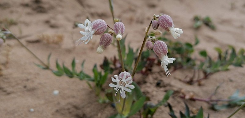 Silene vulgaris - © Barry Stewart