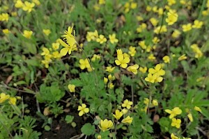 Conringia orientalis Hare's-ear Mustard