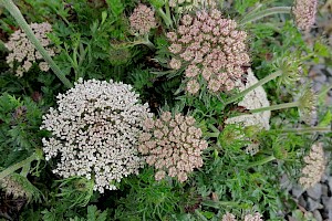 Daucus carota subsp. gummifer Sea Carrot