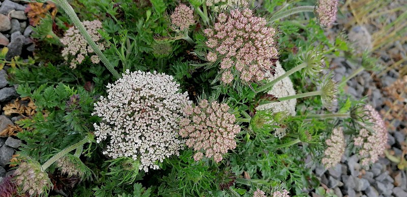 Daucus carota subsp. gummifer - © Barry Stewart