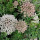 Daucus carota subsp. gummifer