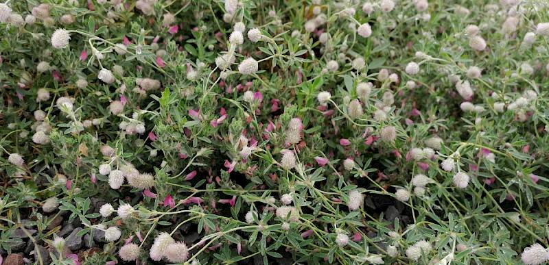 Trifolium arvense - © Barry Stewart