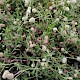 Trifolium arvense