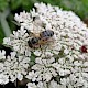 Daucus carota subsp. gummifer