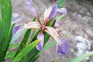 Iridaceae