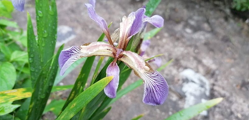 Iris foetidissima - © Barry Stewart