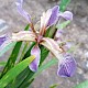 Iris foetidissima