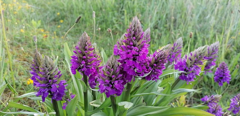 Dactylorhiza praetermissa - © Barry Stewart