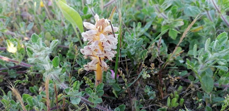 Orobanche minor - © Barry Stewart