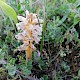 Orobanche minor