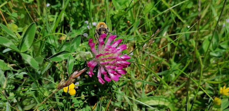 Trifolium medium - © Barry Stewart