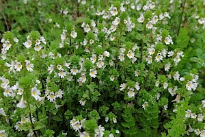 Euphrasia nemorosa 