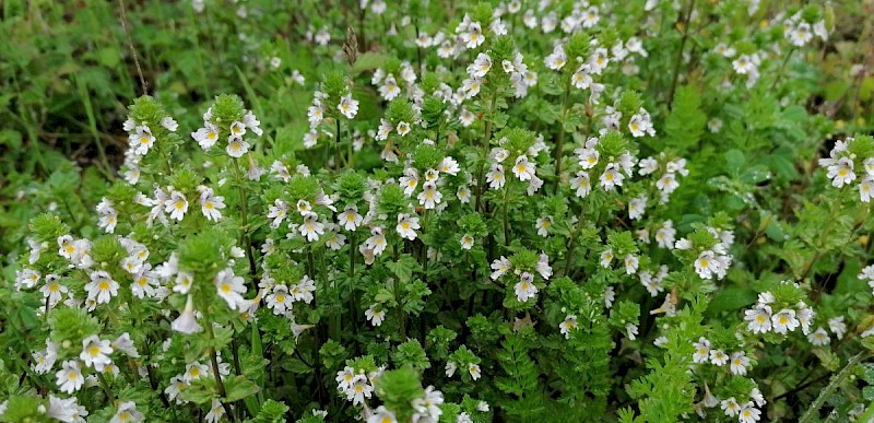 Euphrasia nemorosa - © Barry Stewart