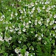 Euphrasia nemorosa