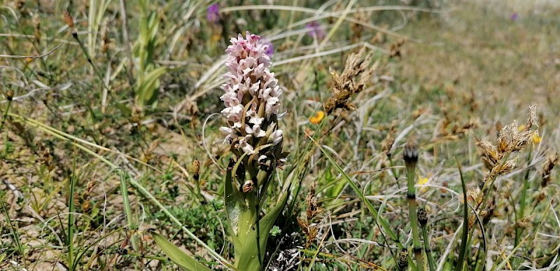 Dactylorhiza incarnata - © Barry Stewart