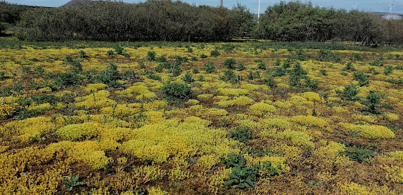 Sedum acre - © Barry Stewart